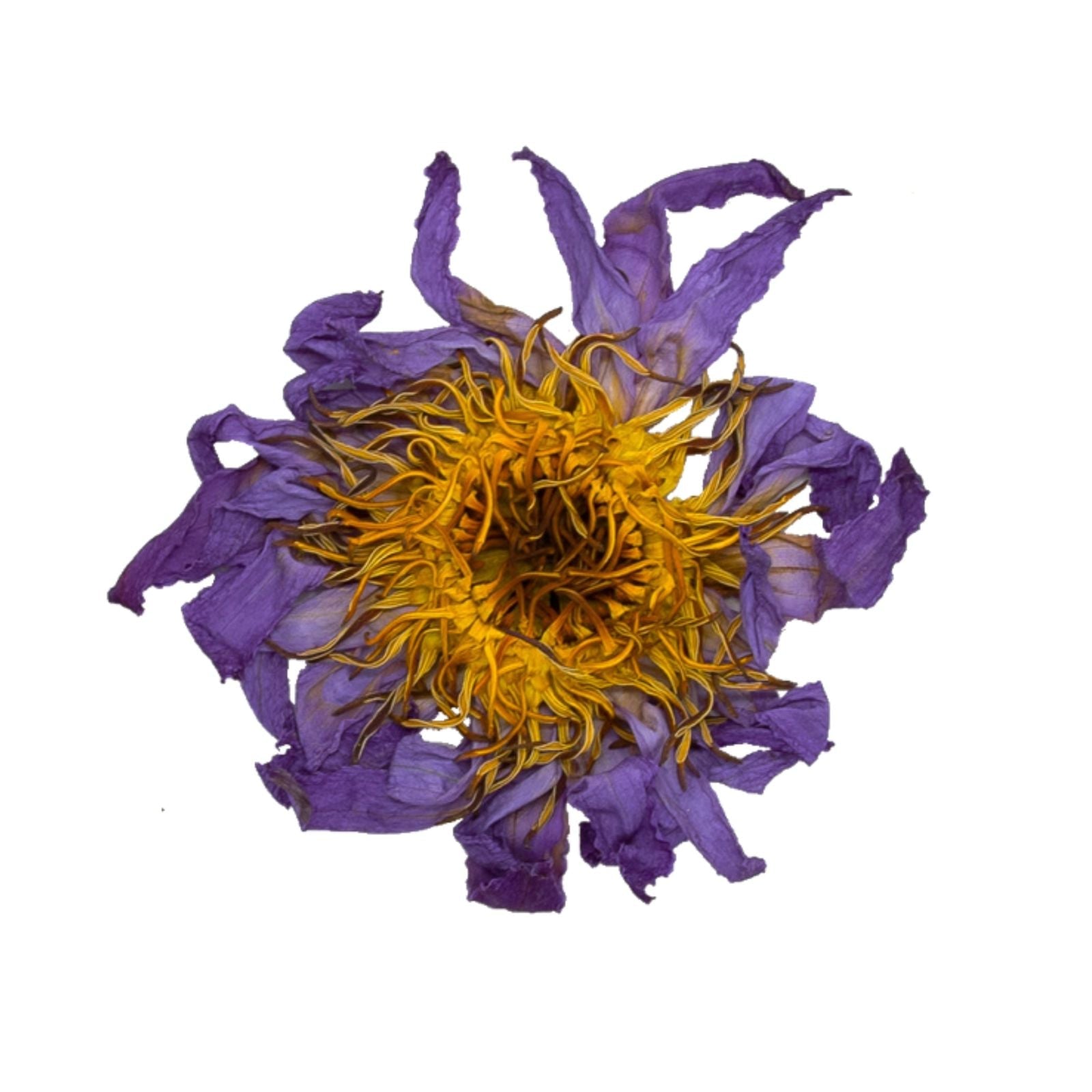 Blue Lotus High on Herbs