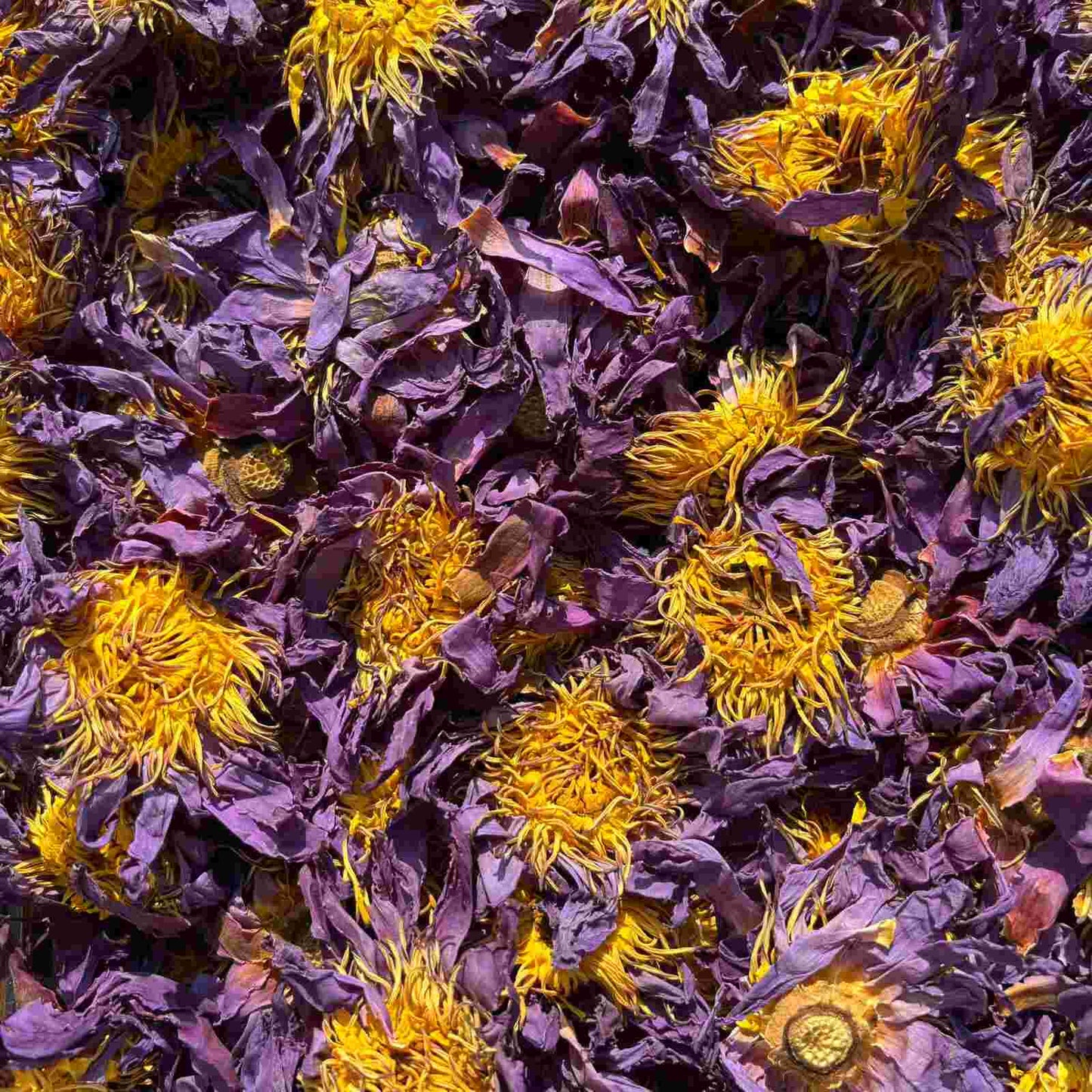 Whole Blue Lotus My Store