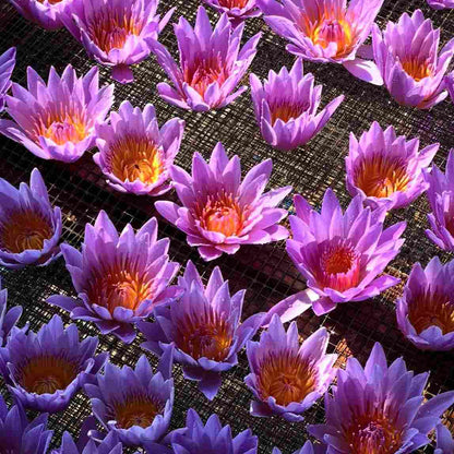 Whole Blue Lotus My Store